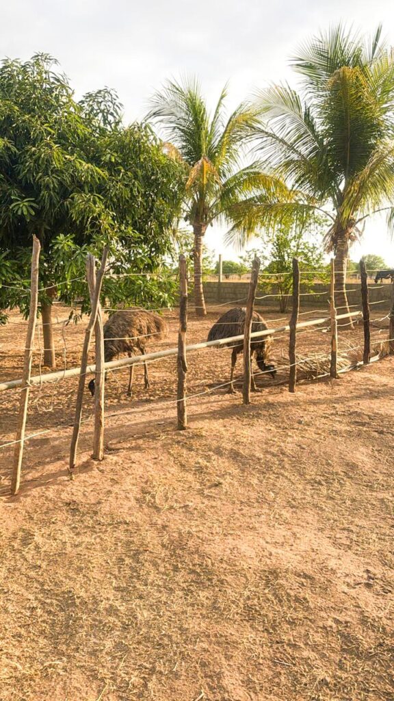 PF deflagra operação contra tráfico de animais silvestres